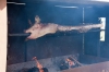 In Knebel Bro grillen die Pfadfinder ein Schwein.