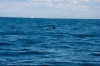 Zwei Delfine die unser Schiff umrunden.